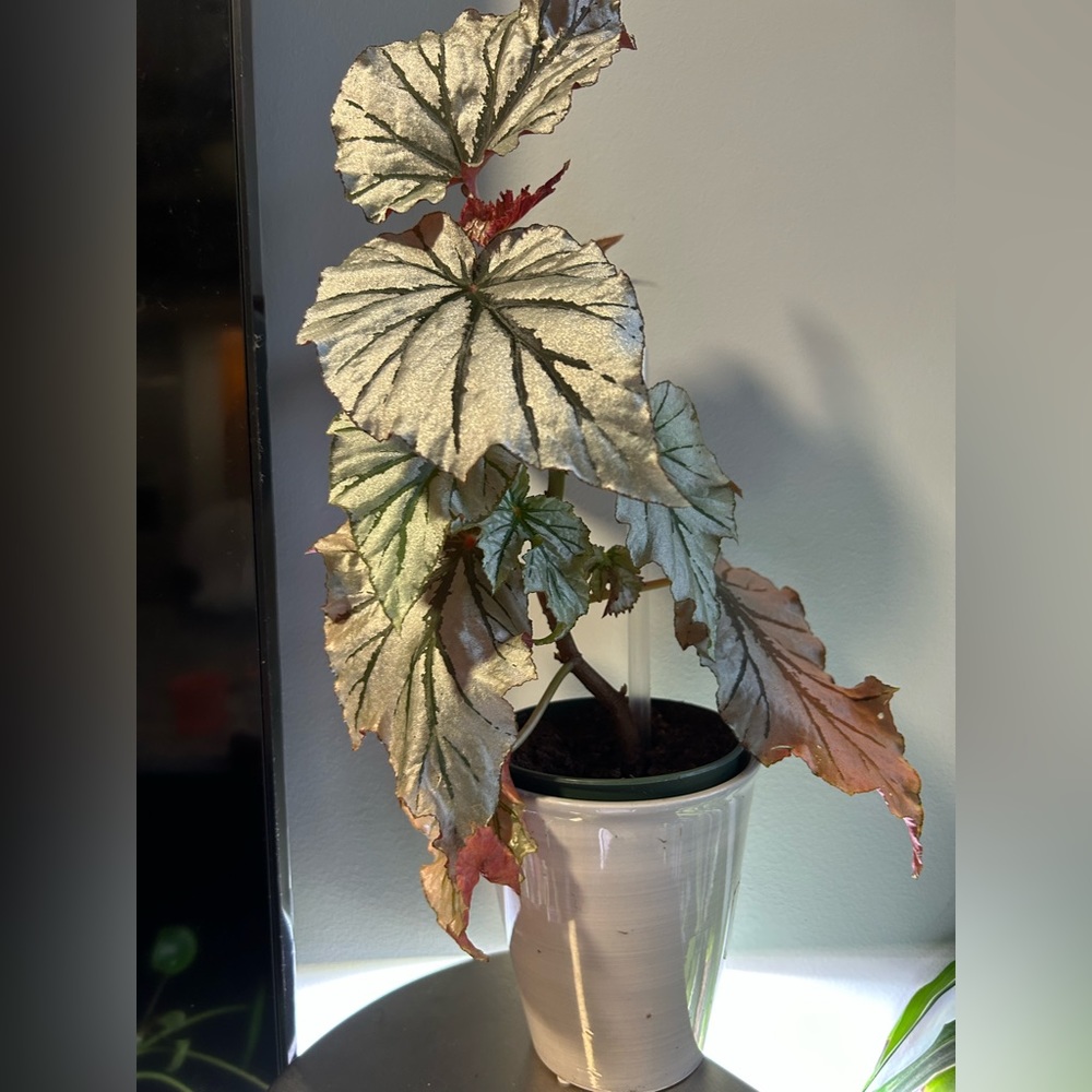 Silver Rex begonia looking glass cutting